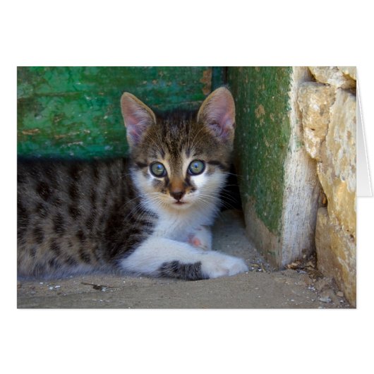 スウィートタイガーキャットベビー (正面横)