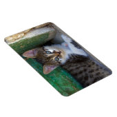 スウィートタイガーキャットベビー マグネット (右側)