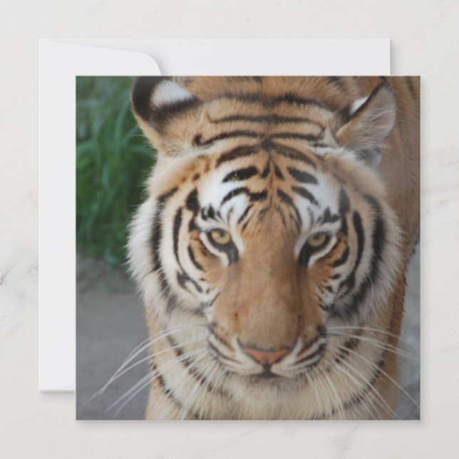 スウィートタイガー (正面)