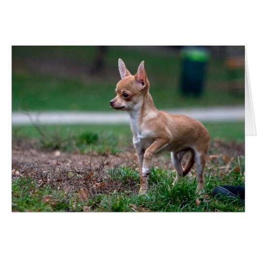 スウィートチワホアパピーガンドワンナベ (正面横)