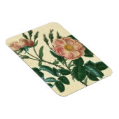 スウィートブリアバラ マグネット (右側)