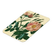 スウィートブリアバラ マグネット (左側)