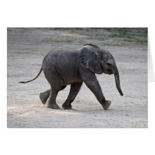 スウィートベビーエレファントキバリ (正面横)