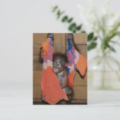 スウィートベビーオランウタンレスキュー ポストカード (スタンド正面)