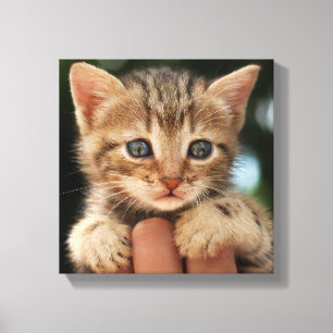 スウィートベビーキッテン キャンバスプリント