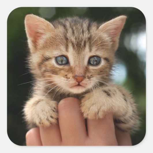 スウィートベビーキッテン スクエアシール (正面)