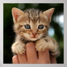 スウィートベビーキッテン ポスター