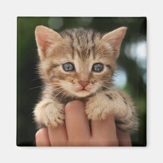 スウィートベビーキッテン マグネット (正面)