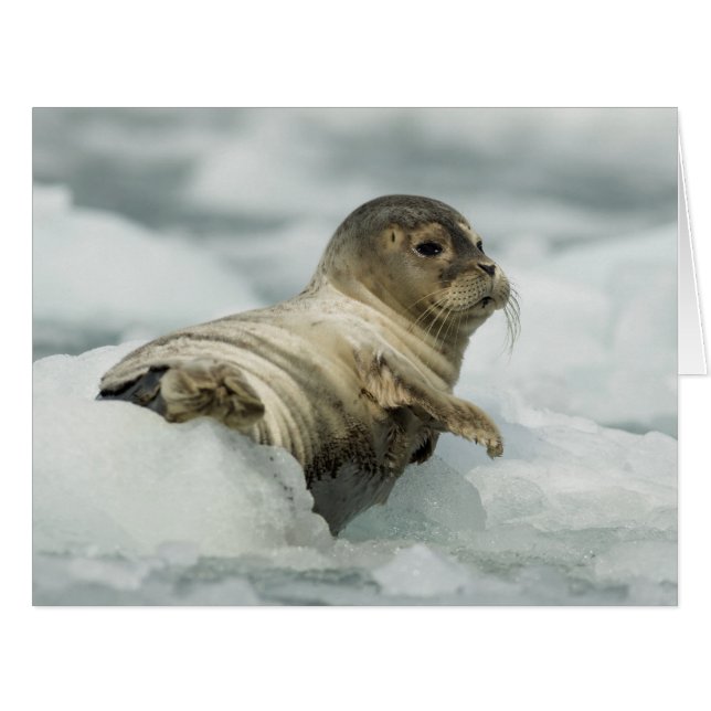 スウィートベビーシール (正面横)