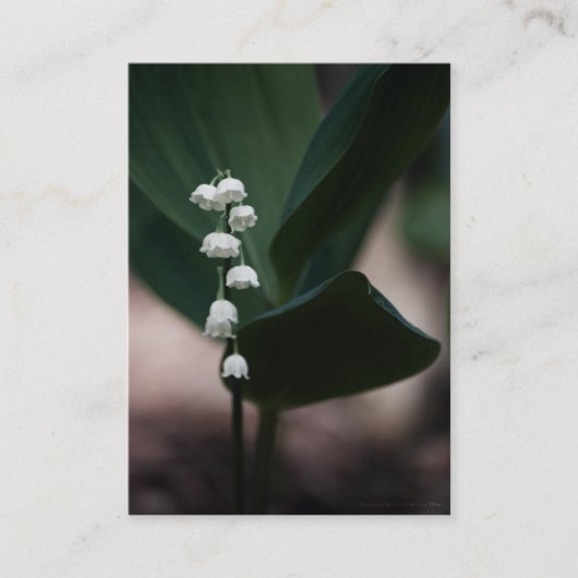 スウィートベルズミニプリント 名刺 (正面)