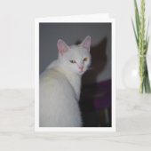 スウィートホワイトキットンポートレート カード (正面)