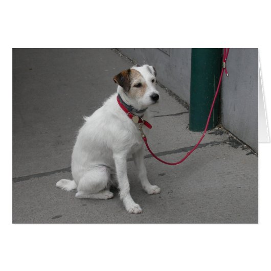 スウィートホワイトモングレル (正面横)