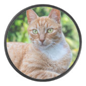 スウィートリトル子猫 アイスホッケーパック (正面)