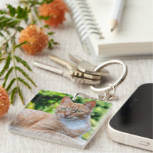 スウィートリトル子猫