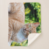 スウィートリトル子猫 シェルパブランケット (正面)