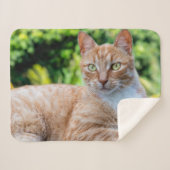 スウィートリトル子猫 シェルパブランケット (正面(横))