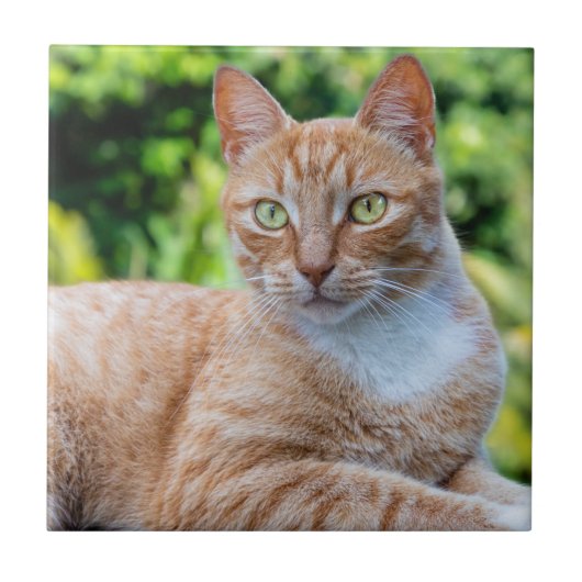 スウィートリトル子猫 タイル (正面)