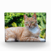 スウィートリトル子猫 フォトブロック (正面)