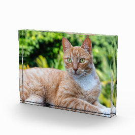 スウィートリトル子猫 フォトブロック