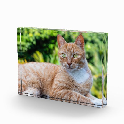 スウィートリトル子猫 フォトブロック (右)