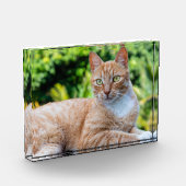 スウィートリトル子猫 フォトブロック (左)