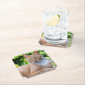 スウィートリトル子猫 ペーパーコースター (インサイチュ)