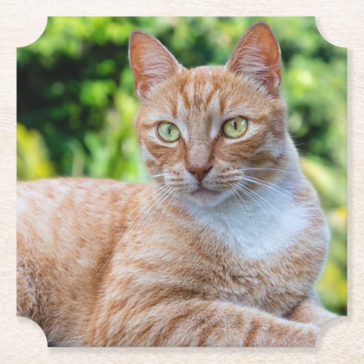 スウィートリトル子猫 ペーパーコースター (正面)