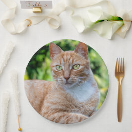 スウィートリトル子猫 ペーパープレート