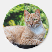 スウィートリトル子猫 マグネット (正面)