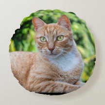 スウィートリトル子猫