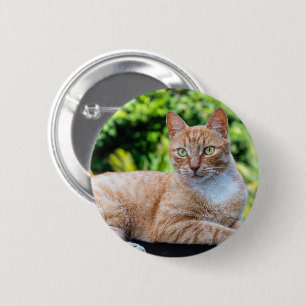 スウィートリトル子猫 缶バッジ