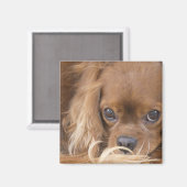 スウィートルビーカバリヤキングチャールズスパニエル犬 マグネット (正面/裏面)