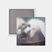 スウィート子猫インプレイドベッド マグネット (正面/裏面)