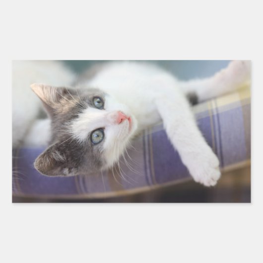 スウィート子猫インプレイドベッド 長方形シール (正面)
