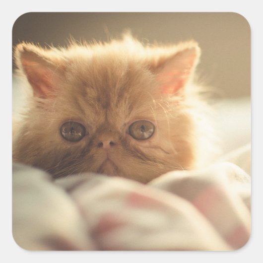 スウィート子猫ステイ暖 スクエアシール (正面)