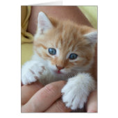 スウィート虎猫ベビー (正面)