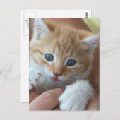 スウィート虎猫ベビー ポストカード (正面/裏面)