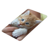 スウィート虎猫ベビー マグネット (左側)