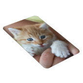 スウィート虎猫ベビー マグネット (右側)