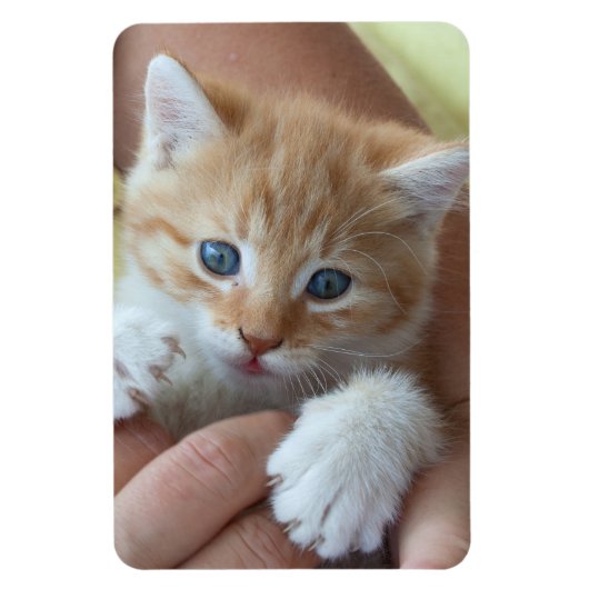 スウィート虎猫ベビー マグネット (縦)