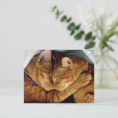 スウィート・ドリームス ポストカード (スタンド正面)