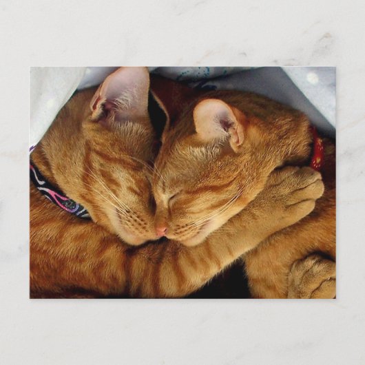 スウィート・ドリームス ポストカード (正面)