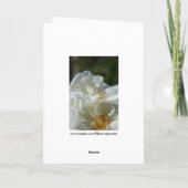 スウィート ワイルド ホワイト ローズ グリーティング カード (裏面)