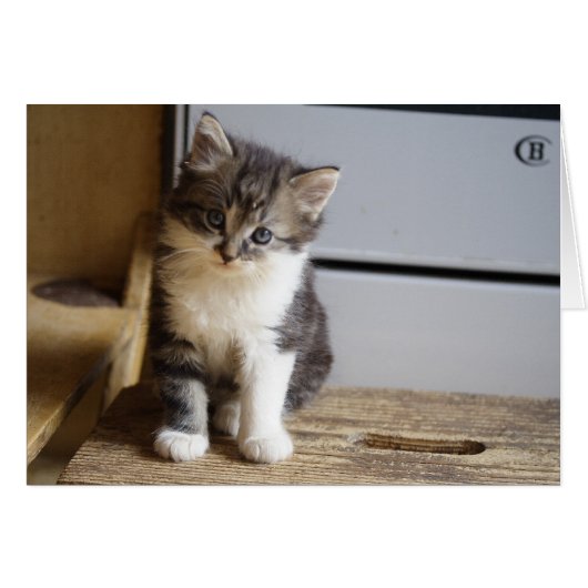 スウィートtomcat子猫 (正面横)