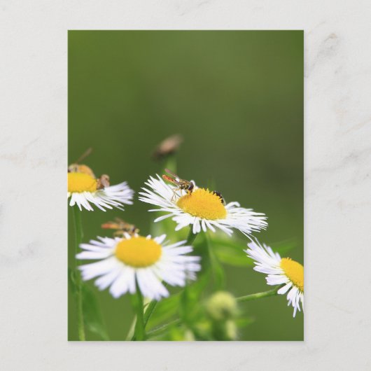 スウェットビー ポストカード (正面)