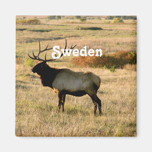 スウェーデンのオオシカ マグネット