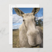 スウェーデンのフィールドでムース。 ポストカード (正面/裏面)