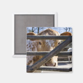 スウェーデンの山牛(Skansen) マグネット (正面/裏面)