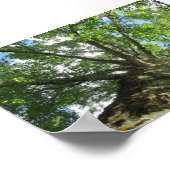 スウェーデンの樺の木の木。 ポスター (角)