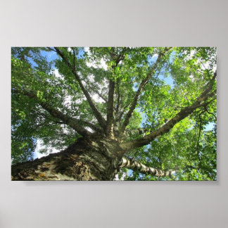 スウェーデンの樺の木の木。 ポスター